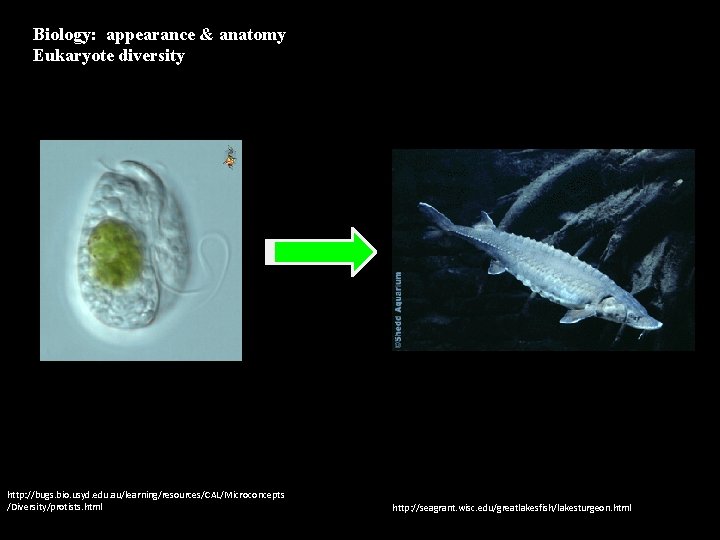 Biology: appearance & anatomy Eukaryote diversity http: //bugs. bio. usyd. edu. au/learning/resources/CAL/Microconcepts /Diversity/protists. html