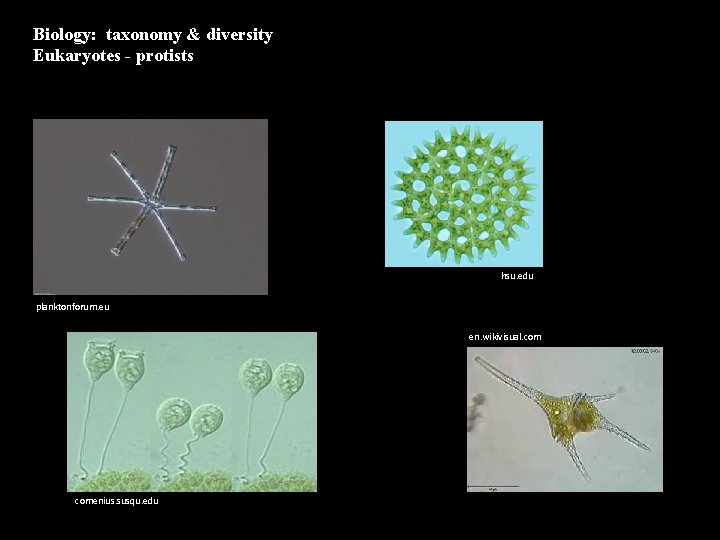 Biology: taxonomy & diversity Eukaryotes - protists hsu. edu planktonforum. eu en. wikivisual. comenius.