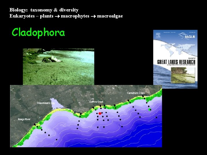 Biology: taxonomy & diversity Eukaryotes – plants macrophytes macroalgae Cladophora 