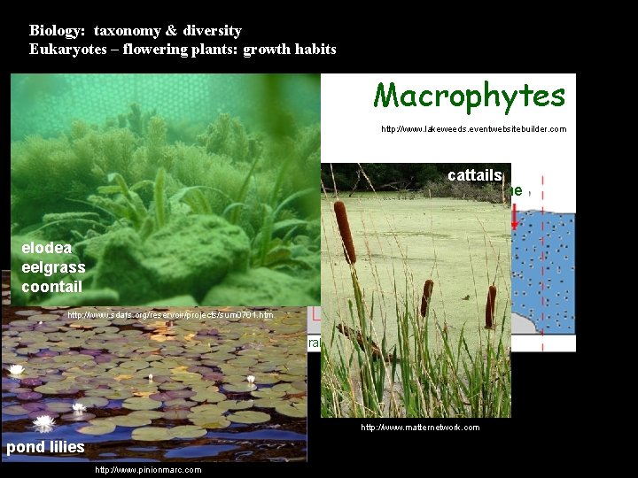 Biology: taxonomy & diversity Eukaryotes – flowering plants: growth habits Macrophytes http: //www. lakeweeds.