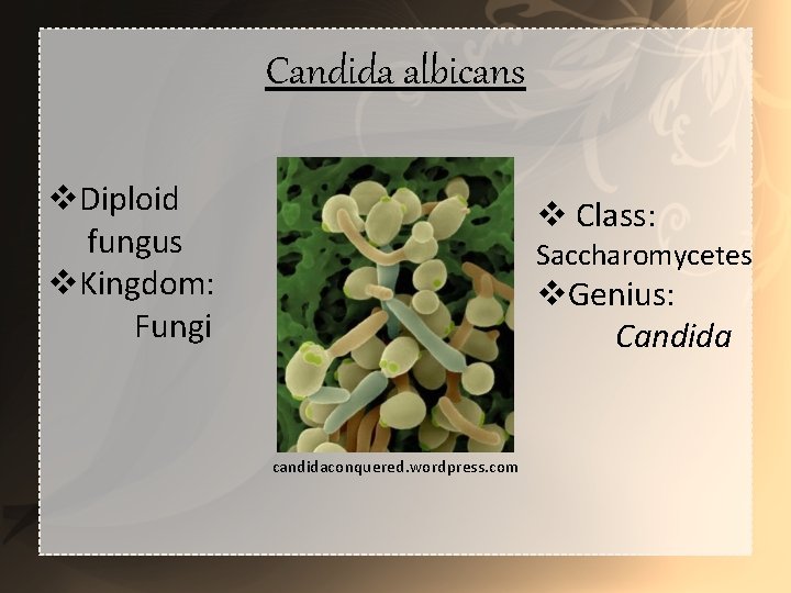 Candida albicans v. Diploid fungus v. Kingdom: Fungi v Class: Saccharomycetes v. Genius: Candida