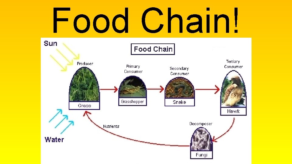 Food Chain! 