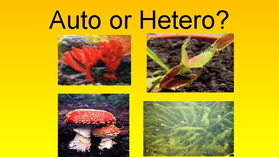Auto or Hetero? 