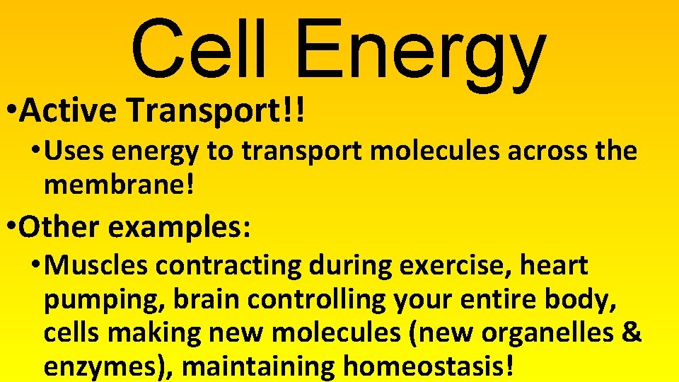 Cell Energy • Active Transport!! • Uses energy to transport molecules across the membrane!