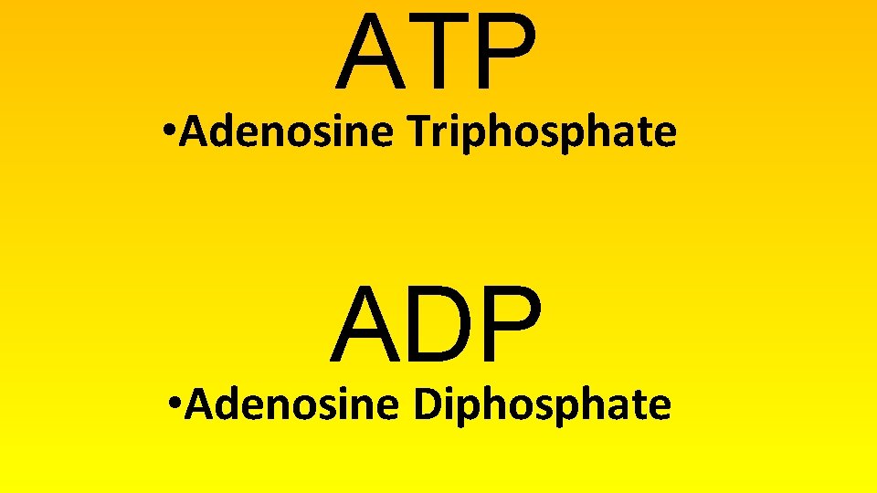 ATP • Adenosine Triphosphate ADP • Adenosine Diphosphate 