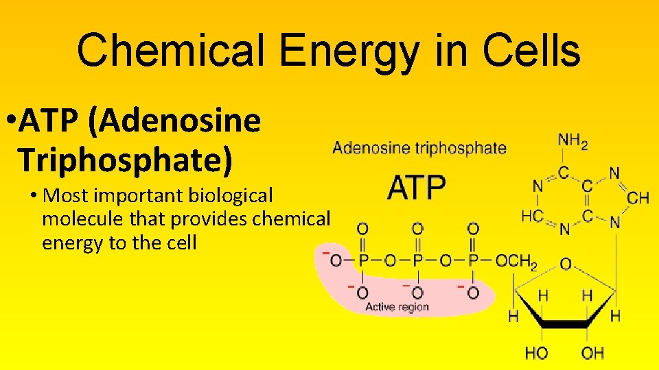 Chemical Energy in Cells • ATP (Adenosine Triphosphate) • Most important biological molecule that