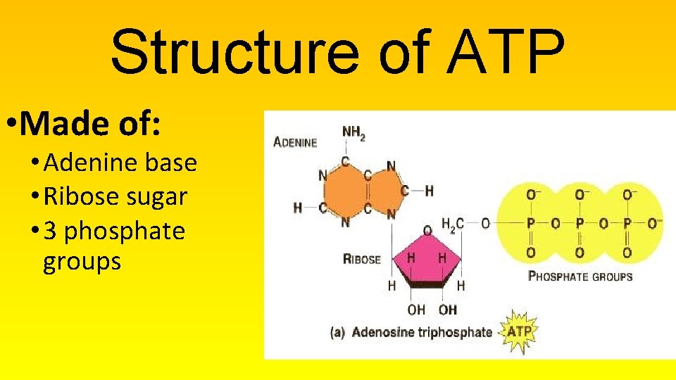 Structure of ATP • Made of: • Adenine base • Ribose sugar • 3