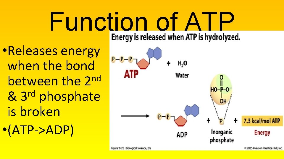 Function of ATP • Releases energy when the bond nd between the 2 rd