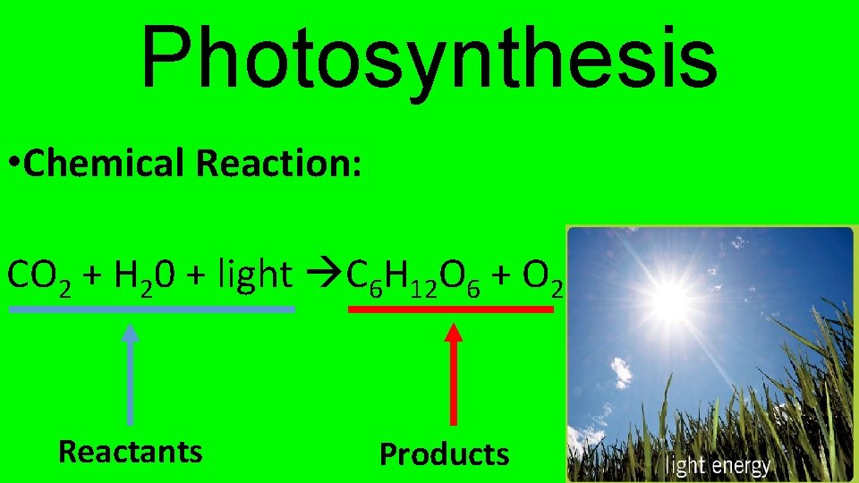 Photosynthesis • Chemical Reaction: CO 2 + H 20 + light C 6 H