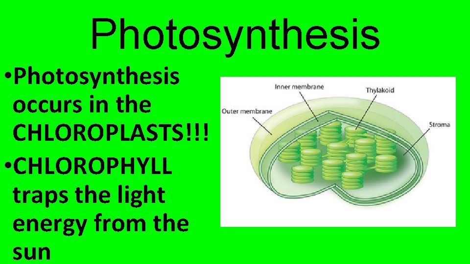 Photosynthesis • Photosynthesis occurs in the CHLOROPLASTS!!! • CHLOROPHYLL traps the light energy from