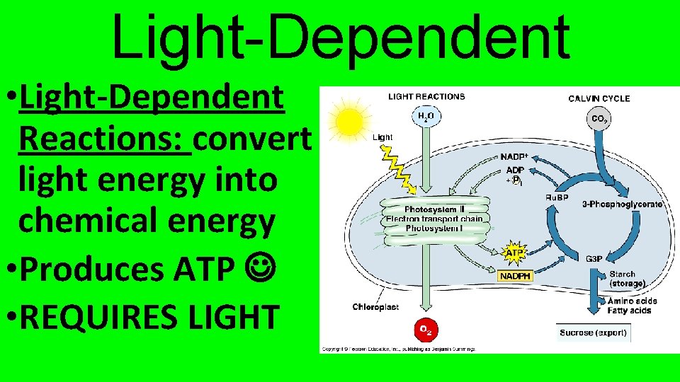 Light-Dependent • Light-Dependent Reactions: convert light energy into chemical energy • Produces ATP •