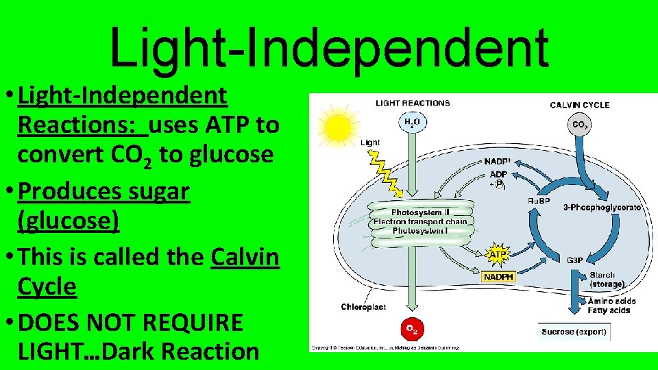 Light-Independent • Light-Independent Reactions: uses ATP to convert CO 2 to glucose • Produces