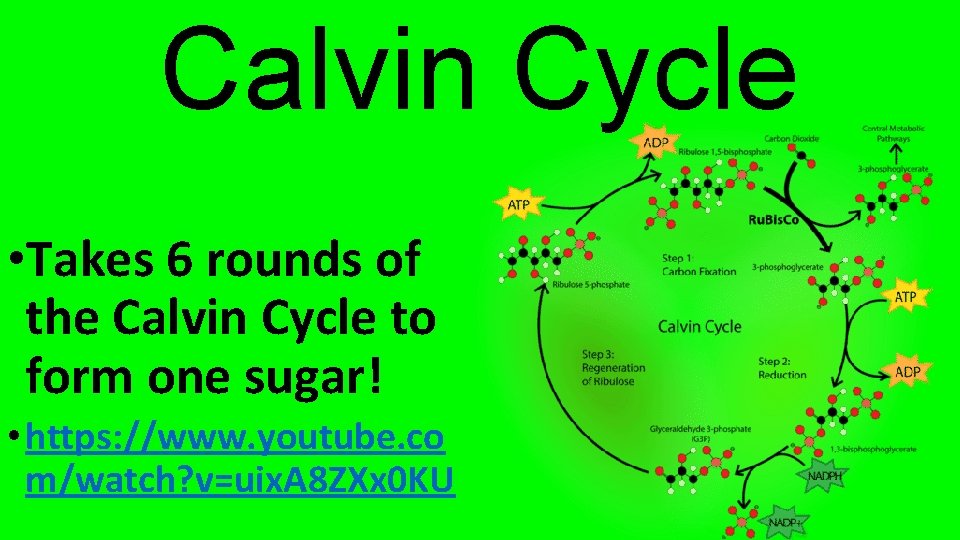 Calvin Cycle • Takes 6 rounds of the Calvin Cycle to form one sugar!