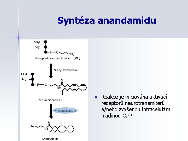 Syntéza anandamidu (PE) n Reakce je iniciována aktivací receptorů neurotransmiterů a/nebo zvýšenou intracelulární hladinou