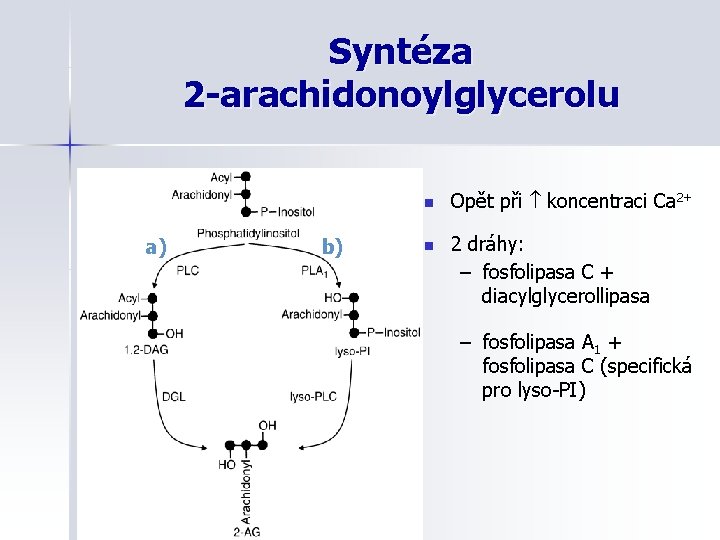 Syntéza 2 -arachidonoylglycerolu a) b) n Opět při koncentraci Ca 2+ n 2 dráhy: