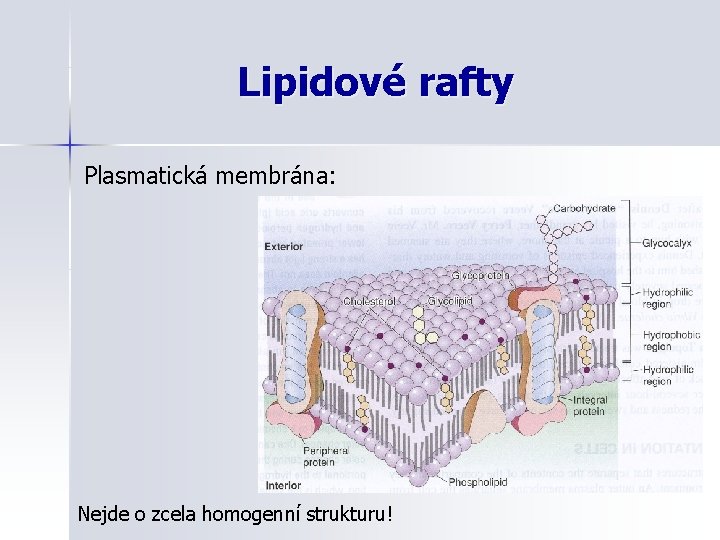 Lipidové rafty Plasmatická membrána: Nejde o zcela homogenní strukturu! 