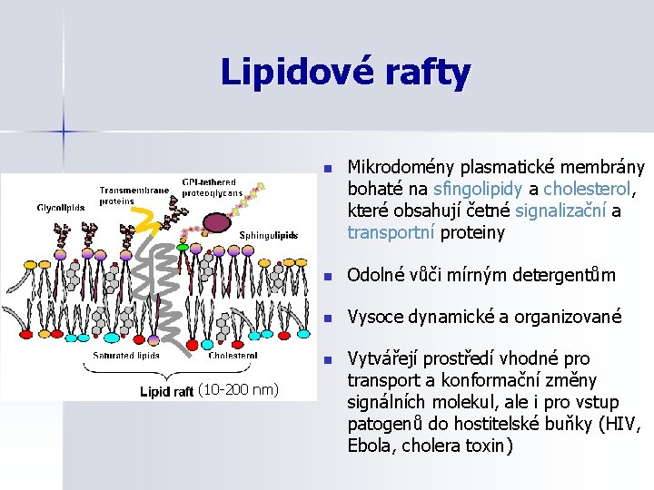 Lipidové rafty (10 -200 nm) n Mikrodomény plasmatické membrány bohaté na sfingolipidy a cholesterol,