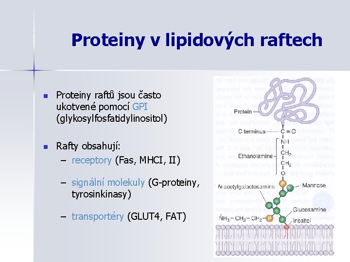 Proteiny v lipidových raftech n Proteiny raftů jsou často ukotvené pomocí GPI (glykosylfosfatidylinositol) n