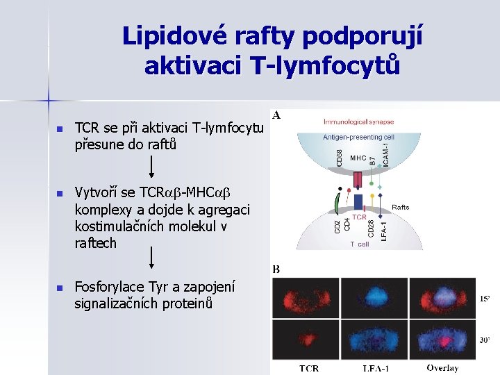 Lipidové rafty podporují aktivaci T-lymfocytů n TCR se při aktivaci T-lymfocytu přesune do raftů