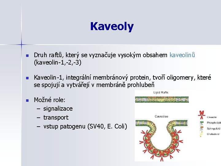 Kaveoly n Druh raftů, který se vyznačuje vysokým obsahem kaveolinů (kaveolin-1, -2, -3) n