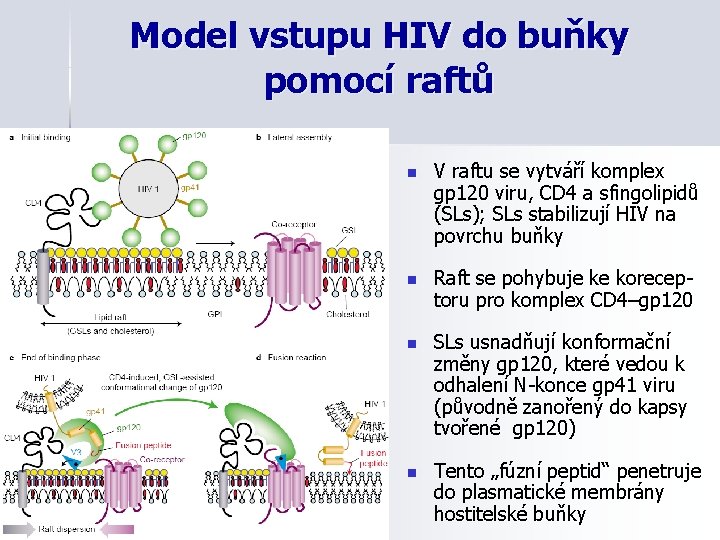 Model vstupu HIV do buňky pomocí raftů n V raftu se vytváří komplex gp