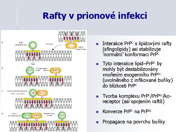 Rafty v prionové infekci n Interakce Pr. PC s lipidovými rafty (sfingolipidy) asi stabilizuje