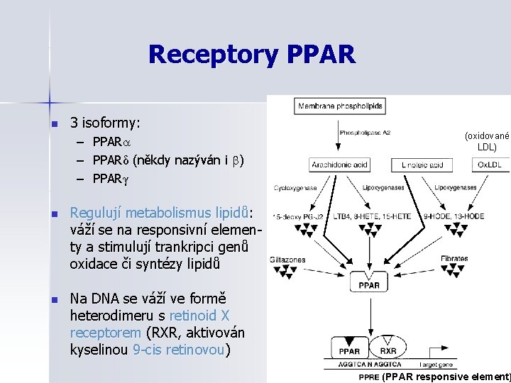 Receptory PPAR n 3 isoformy: – – – PPARδ (někdy nazýván i ) PPARγ