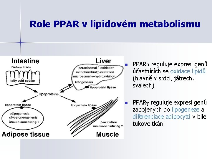 Role PPAR v lipidovém metabolismu n PPARα reguluje expresi genů účastnících se oxidace lipidů