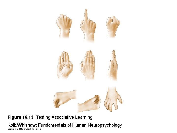 Figure 16. 13 Testing Associative Learning Kolb/Whishaw: Fundamentals of Human Neuropsychology Copyright © 2015