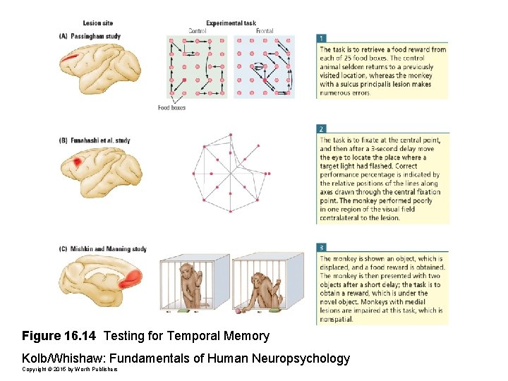Figure 16. 14 Testing for Temporal Memory Kolb/Whishaw: Fundamentals of Human Neuropsychology Copyright ©
