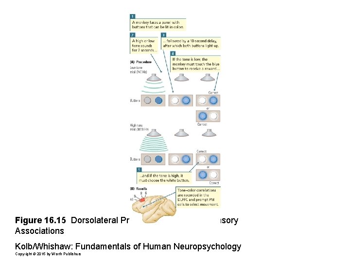 Figure 16. 15 Dorsolateral Prefrontal Cells Code Sensory Associations Kolb/Whishaw: Fundamentals of Human Neuropsychology