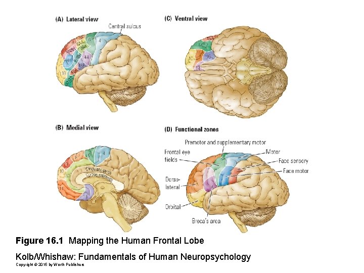 Figure 16. 1 Mapping the Human Frontal Lobe Kolb/Whishaw: Fundamentals of Human Neuropsychology Copyright