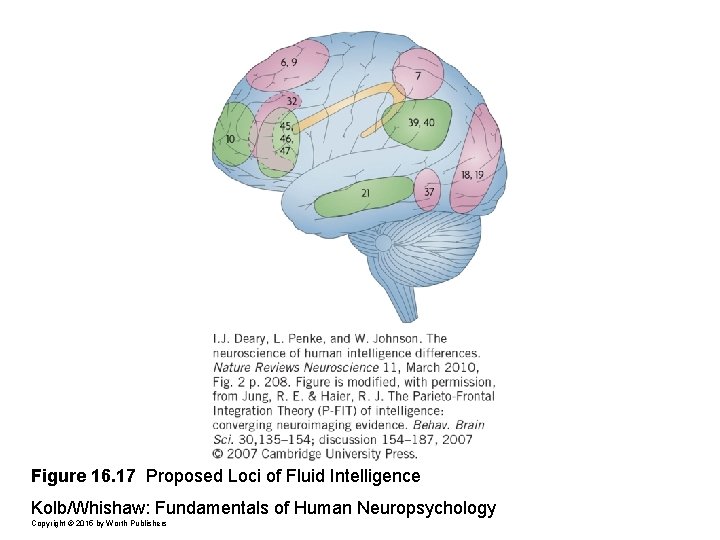 Figure 16. 17 Proposed Loci of Fluid Intelligence Kolb/Whishaw: Fundamentals of Human Neuropsychology Copyright