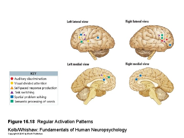 Figure 16. 18 Regular Activation Patterns Kolb/Whishaw: Fundamentals of Human Neuropsychology Copyright © 2015
