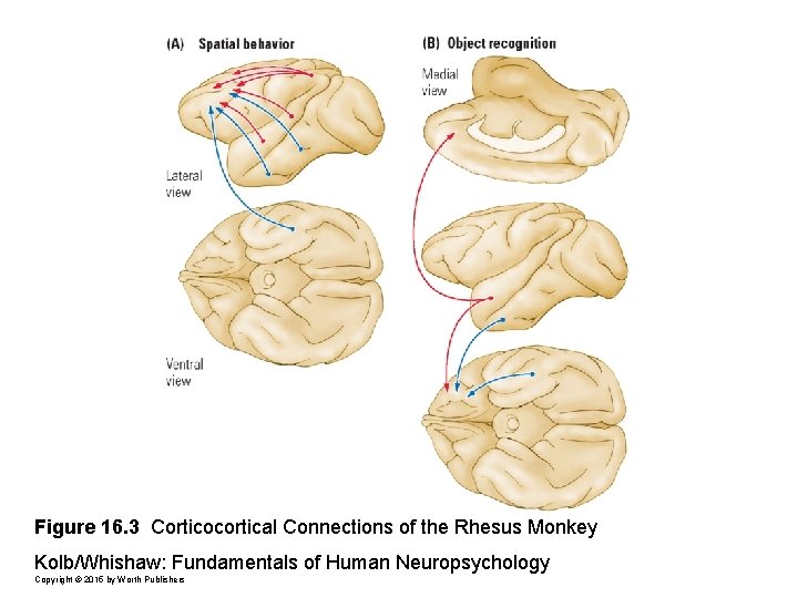Figure 16. 3 Corticocortical Connections of the Rhesus Monkey Kolb/Whishaw: Fundamentals of Human Neuropsychology