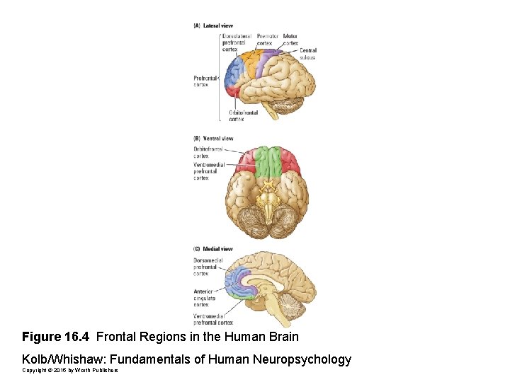 Figure 16. 4 Frontal Regions in the Human Brain Kolb/Whishaw: Fundamentals of Human Neuropsychology