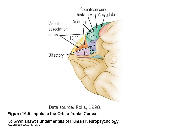 Figure 16. 5 Inputs to the Orbito-frontal Cortex Kolb/Whishaw: Fundamentals of Human Neuropsychology Copyright