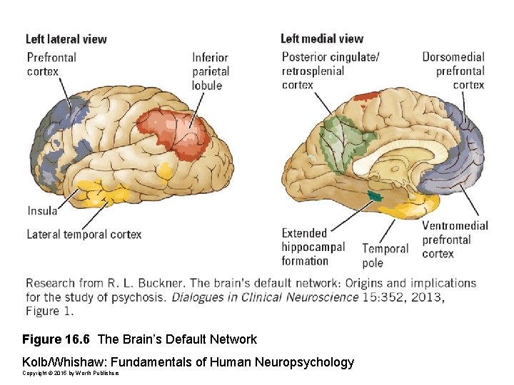 Figure 16. 6 The Brain’s Default Network Kolb/Whishaw: Fundamentals of Human Neuropsychology Copyright ©