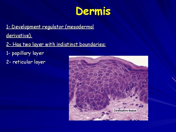 Dermis 1 - Development regulator (mesodermal derivative). 2 - Has two layer with indistinct