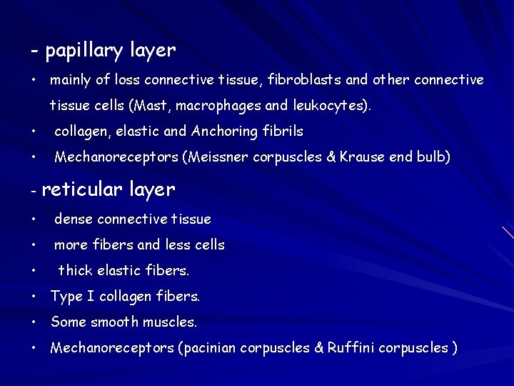 - papillary layer • mainly of loss connective tissue, fibroblasts and other connective tissue