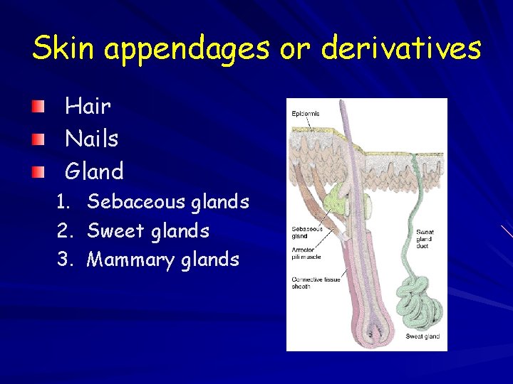 Skin appendages or derivatives Hair Nails Gland 1. Sebaceous glands 2. Sweet glands 3.