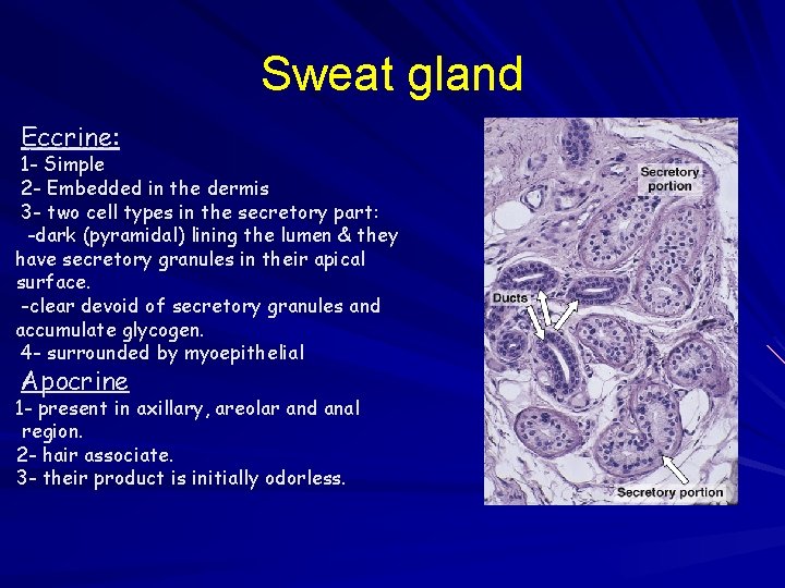 Sweat gland Eccrine: 1 - Simple 2 - Embedded in the dermis 3 -