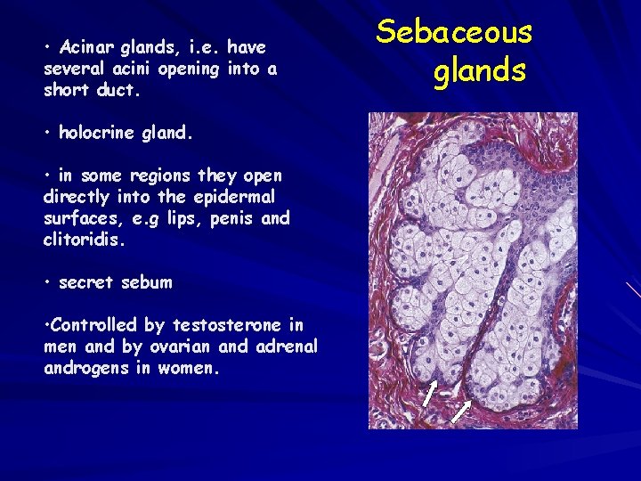  • Acinar glands, i. e. have several acini opening into a short duct.