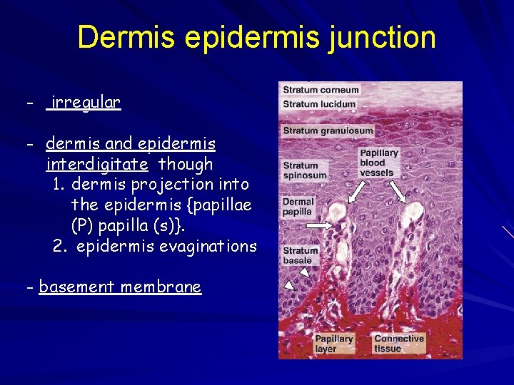 Dermis epidermis junction - irregular - dermis and epidermis interdigitate though 1. dermis projection