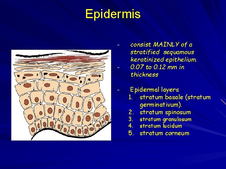 Epidermis - consist MAINLY of a stratified sequamous keratinized epithelium. 0. 07 to 0.