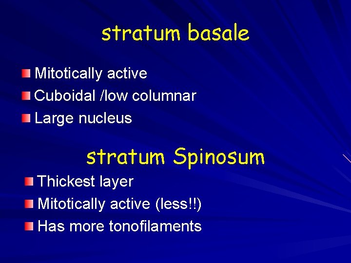 stratum basale Mitotically active Cuboidal /low columnar Large nucleus stratum Spinosum Thickest layer Mitotically