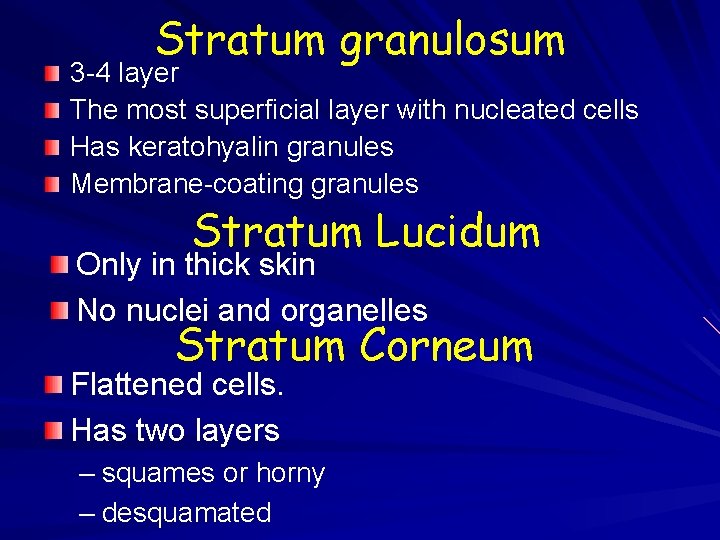 Stratum granulosum 3 -4 layer The most superficial layer with nucleated cells Has keratohyalin