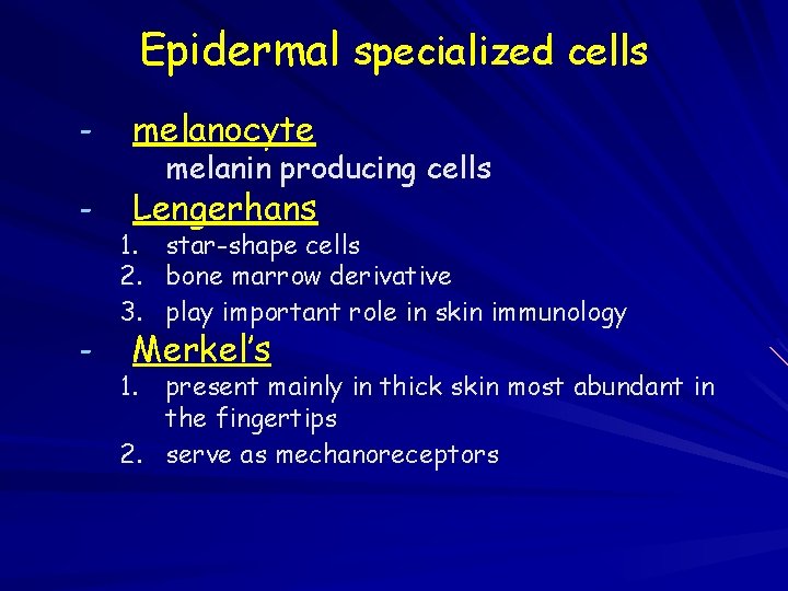 Epidermal specialized cells - melanocyte - Lengerhans - melanin producing cells 1. 2. 3.