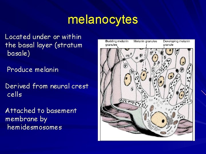 melanocytes Located under or within the basal layer (stratum basale) Produce melanin Derived from