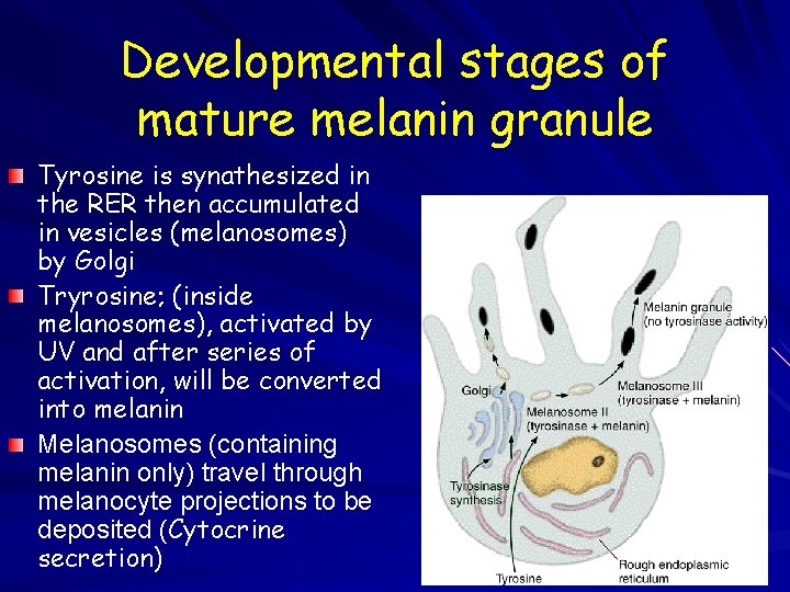 Developmental stages of mature melanin granule Tyrosine is synathesized in the RER then accumulated